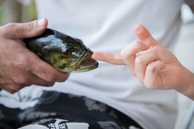 Fish habitat across Canada will now see increased environmental oversight Fish habitat across Canada will now see increased environmental oversight