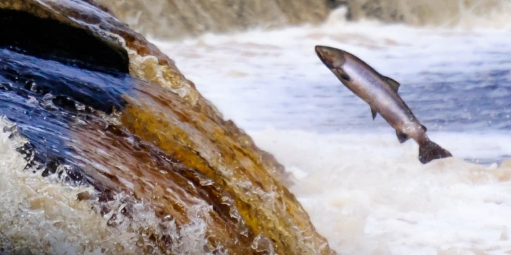 Fisheries Header.jpg